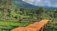 5 Wisata Puncak Bogor Terbaru Yang Wajib Dikunjungi di Akhir Pekan