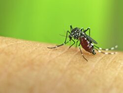 6 Cara Ampuh Menghilangkan Bekas Gigitan Nyamuk pada Bayi