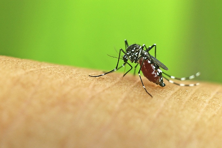 cara menghilangkan bekas gigitan nyamuk