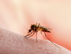 Penyebab dan Faktor Risiko Terjadinya Demam Berdarah Dengue